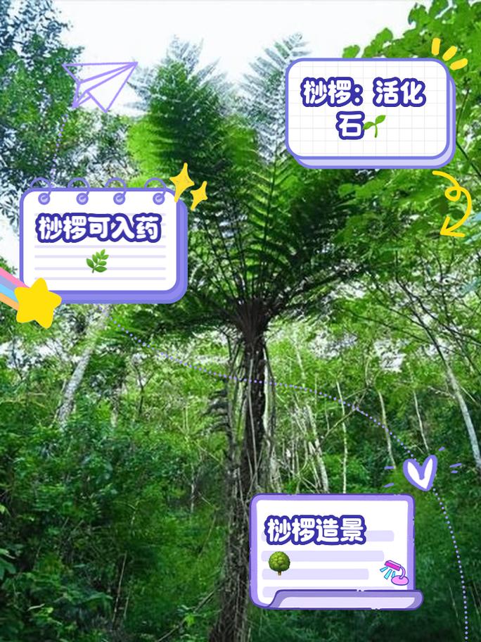 国家二级保护野生植物阴生桫椤孢子克隆成功
