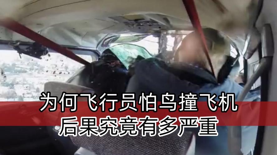飞机撞击鸟类 起落架无法工作 这类情况非常危险 最新专家分析→