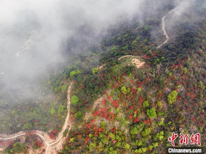 乡约福建:杜鹃花开迎客来 “小高速”开启致富路