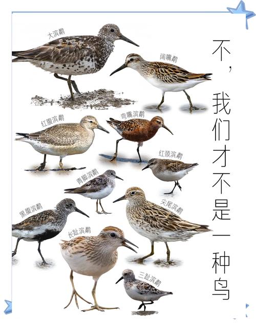 首批候鸟大滨鹬驾到:11只,近10年数量最多
