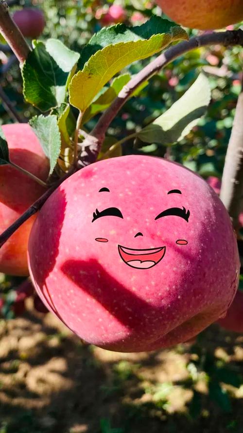 白银平川:万亩苹果喜获丰收