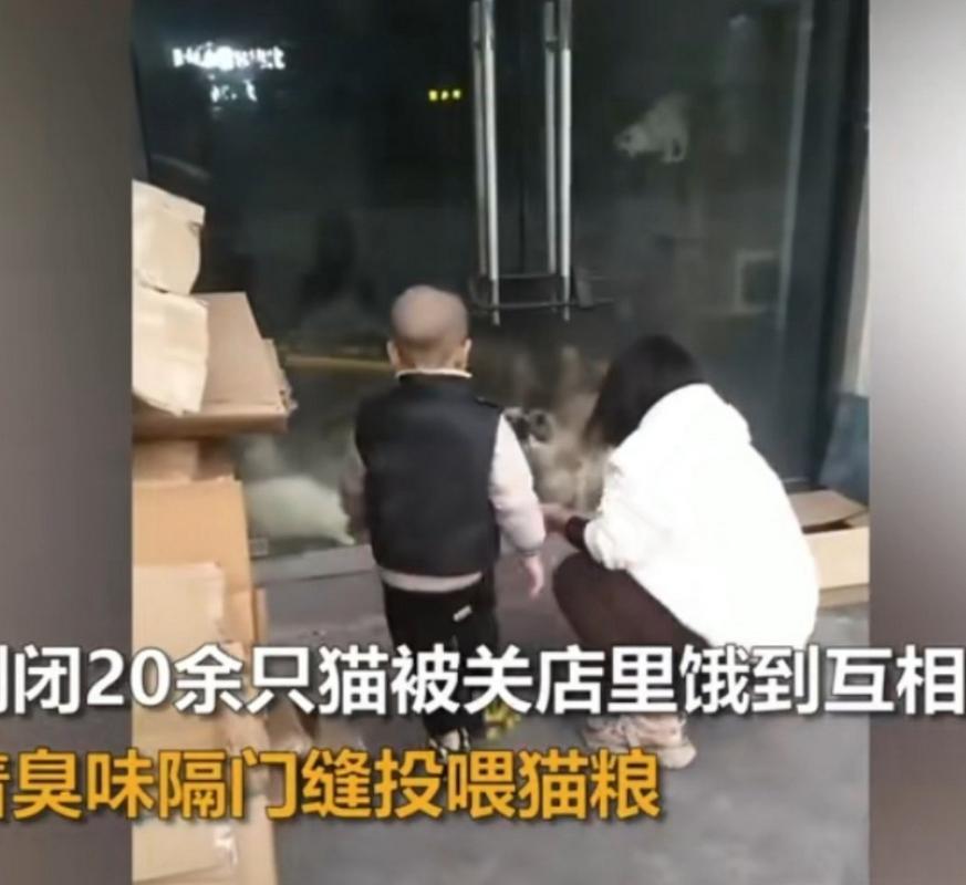 20多只猫饿到自相残杀?回应来了