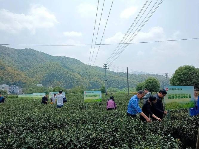 龙游融警入景守护罗家乡一抹茶香