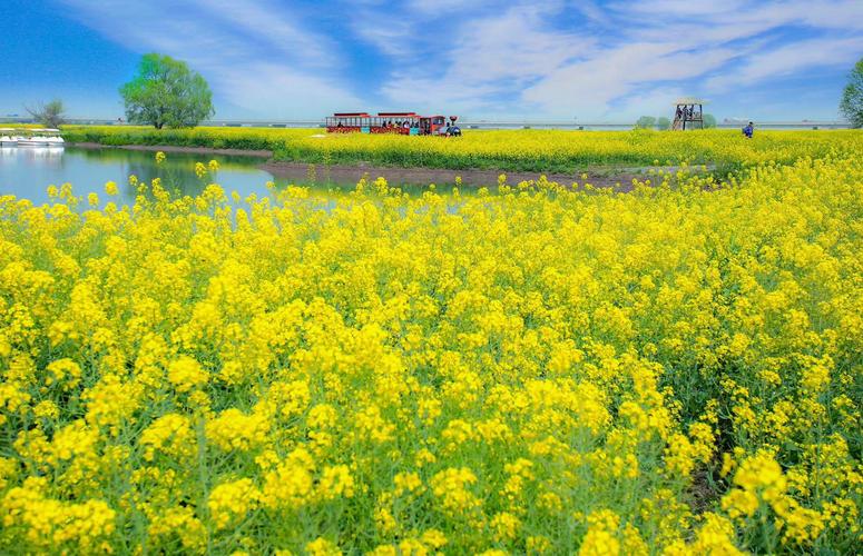 春日花经济“盛放”扮靓美丽乡村 以“花”为媒释放旅游市场新动能