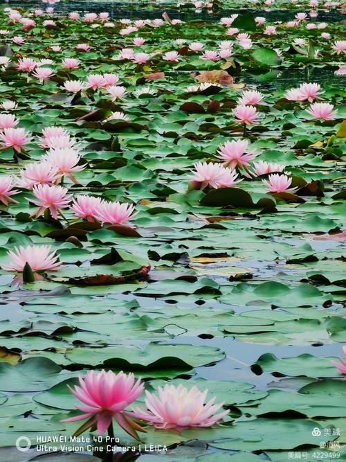 这一池睡莲“醒”了!南京燕雀湖睡莲初开宛如“水上花海”