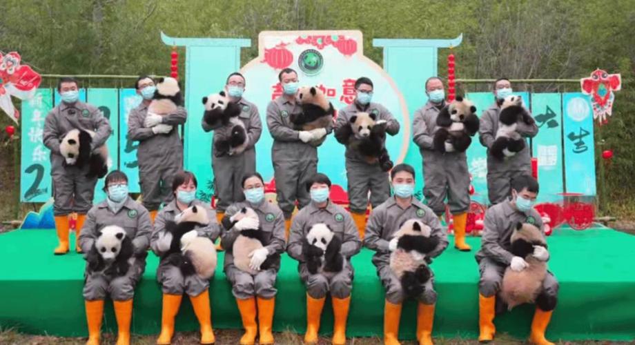 今年又添7只小熊友!秦岭大熊猫研究中心喜报来了→
