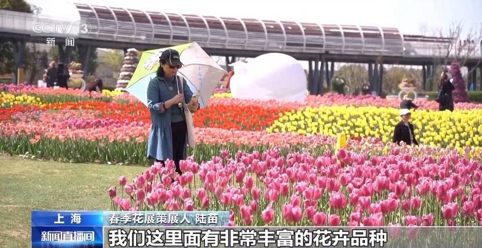 赏花经济升温!全国多地繁花盛放 掀起春日赏花热潮