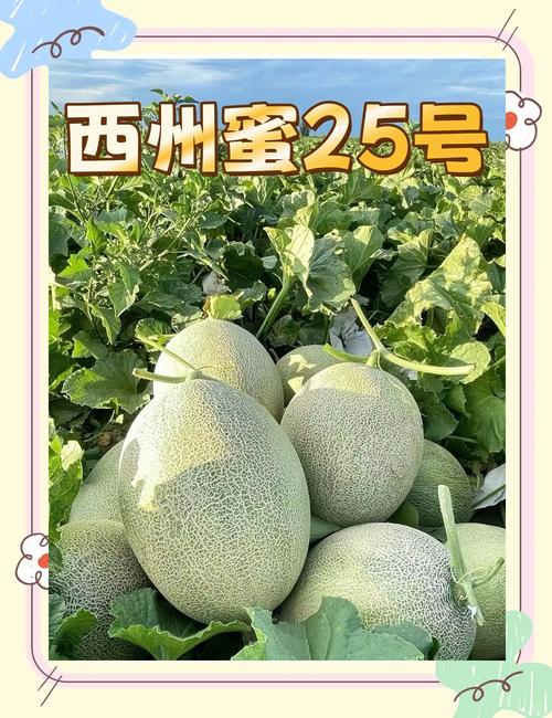 皮薄肉厚、甘甜多汁……乐东佛罗镇“西州蜜25号”蜜瓜俏销岛外