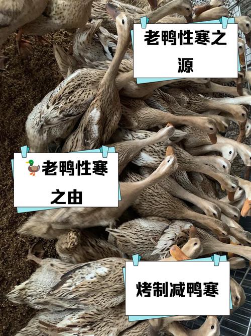 苏州通报老鸭面中吃到异物:未检出动物源性成分,双方已达成谅解